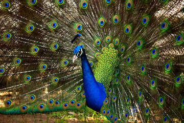 Fototapeta na wymiar Peacock Closeup Shoots
