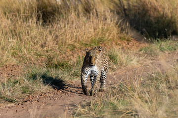 A leopard walking in the plains of africa inside Masai Mara National reserve during a wildlife safari