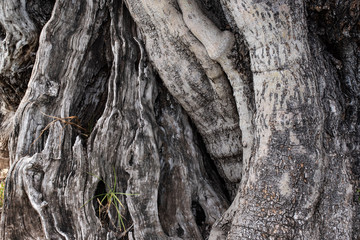 Old olive tree