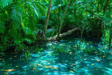 Fototapeta premium green leaf in a complete swamp the place of emerald green water from fresh water mix with salt water
