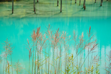 The beautiful Shirogane Blue Pond