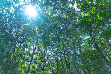 Obraz premium green leaf in a complete swamp the place of emerald green water from fresh water mix with salt water