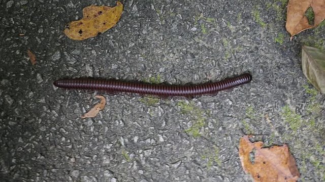 Unpleasant centipede crawling on the asphalt