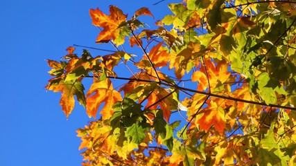 Autumn leaves against a blue sky.