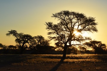 Kameldornbaum (vachellia erioloba) im Abendlicht in der Kalahari (Namibia)