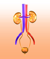Kidneys with ureter and blood vessels, medically 3D illustration