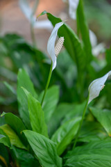 peace lily in garden