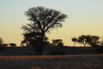 Kameldornbaum (vachellia erioloba) im Abendlicht in der Kalahari (Namibia)