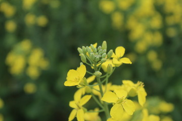 Close up of yellow mustard leaves in farms .
