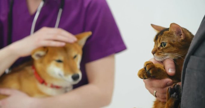 Close up of owner visiting veterinarian with cat and shiba inu dog