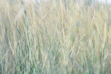 Colorful flowers grass made with gradient for background,Abstract,texture,Soft and Blurred style.postcard.