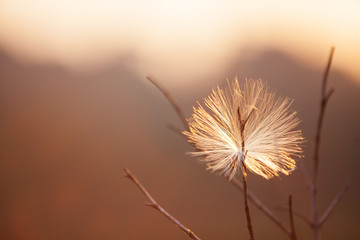 Comet wild seed hanging on the tree branch at sunset.