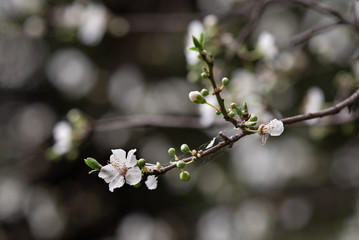 branch of a tree with white flowers