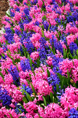 multicolour Flower Field