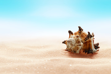 Obraz na płótnie Canvas Sea seashell on beach in sand. Beach holiday, summertime background. Colour living coral.