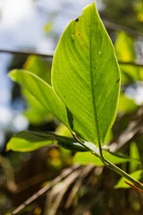 green leaves of tree