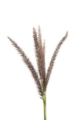decorative spikelets isolated