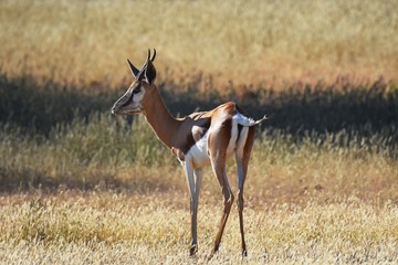 Springbock (antidorcas marsupialis) in der Kalahari (Namibia)