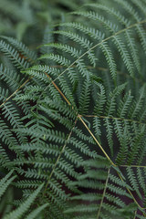Fern pattern