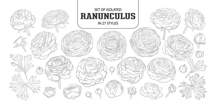 Set of isolated Ranunculus in 27 styles.