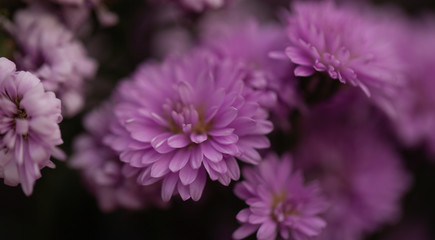 Colorful flowers chrysanthemum made with gradient for background,Abstract,texture,Soft and Blurred style.postcard.