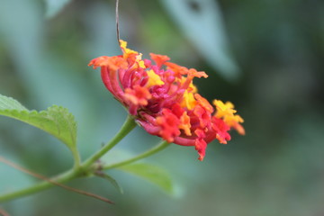 Obraz premium red hibiscus flower
