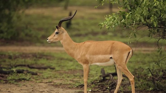 Malawi wild Impala deer tilt from bush