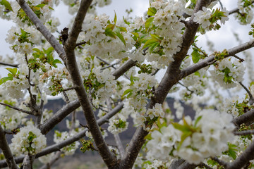 Cherry branches in bloom