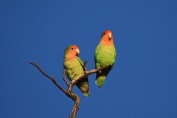 Rosenköpfchen (Agapornis roseicollis) in der Kalahari (Namibia)