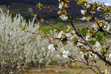 Cherry blossom valley