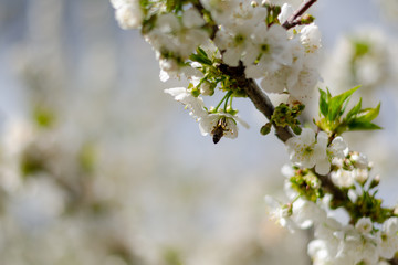 Bee in cherry branch in bloom