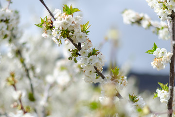 White cherry blossoms in spring