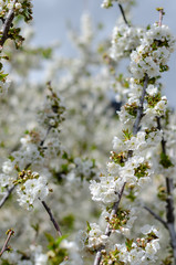 Cherry branches in full bloom in spring