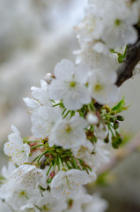 Blur of white cherry blossoms in spring
