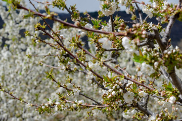 Landscape of blooming cherry branches