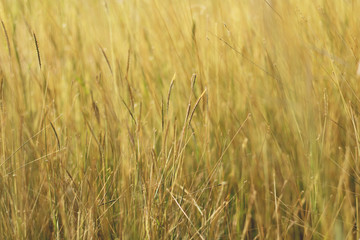 Colorful flowers grass made with gradient for background,Abstract,texture,Soft and Blurred style.postcard.