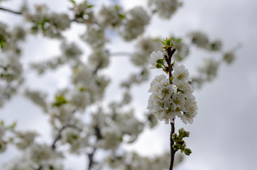 White cherry blossom detail in Valle of Jerte