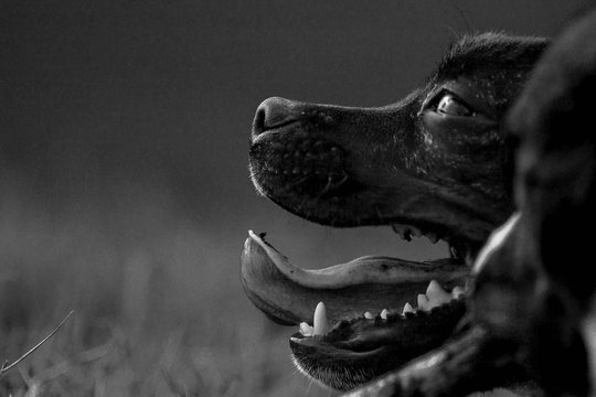 La vita dei cani &egrave; troppo breve. Questa &egrave; la loro unica, vera colpa. (Agnes Sligh Turnbull)