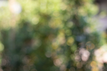 Obraz premium Bokeh of Tree Leaves for nature background and save green concept,soft and blur out of focus, made with gradient and filter colored.