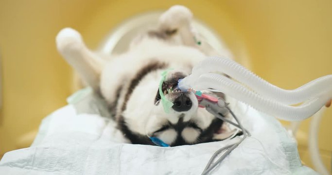 Veterinarians examining husky dog under anesthesia