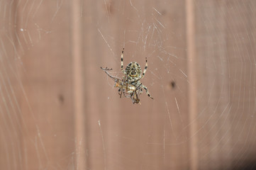 Spider and prey