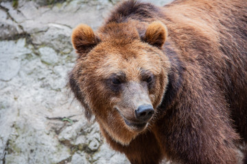 Fototapeta na wymiar europäischer Braunbär in der freien Natur und in der Nahaufnahme