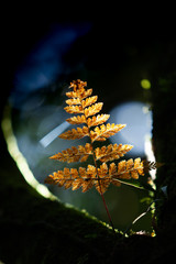 Bright golden fern leaf in the morning light.