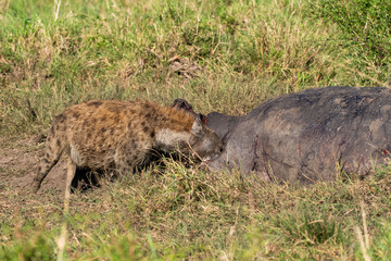 Hyenas scavenging on a hippo kill in the plains of Africa inside Masai Mara National Park during a wildlife safari