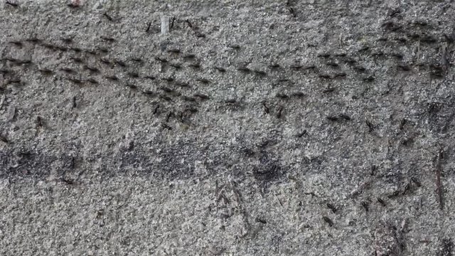 Group of black ants walking on the concrete surface.