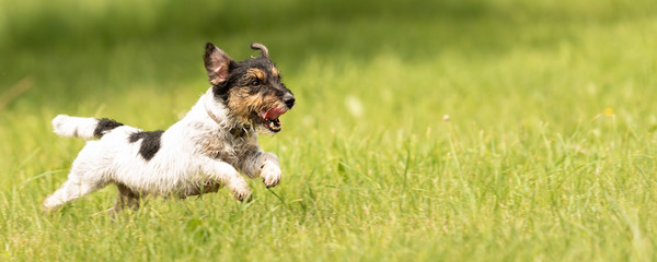 Fast Jack Russell Terrier dog is running sideways over a green meadow in spring