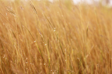 Colorful flowers grass made with gradient for background,Abstract,texture,Soft and Blurred style.postcard.