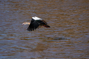 Egyptian goose flying on top of waters of Mara river inside Masai mara National park during a wildlife safari