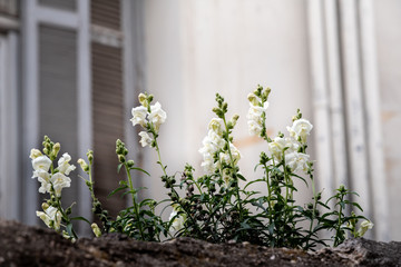 White flowers on the rooftop