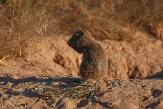 Borstenh&ouml;rnchen (xerus inaurus) in der Kalahari in Namibia